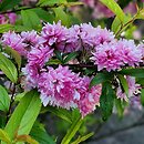 Prunus glandulosa Rosea Plena