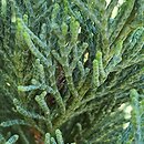 Juniperus sabina Skandia