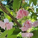 Prunus serrulata Kanzan
