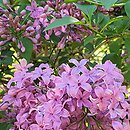 Syringa ×chinensis Saugeana