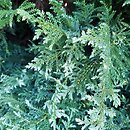 Chamaecyparis pisifera Snow