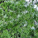 Amelanchier sinica (świdośliwa chińska)