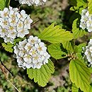 Spiraea nervosa