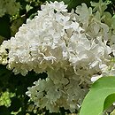 Syringa vulgaris Marie Legraye