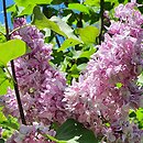 Syringa vulgaris Indiya