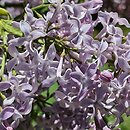 Syringa vulgaris Perle von Teltow