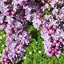 Syringa vulgaris Reamur
