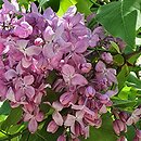 Syringa vulgaris Generał Pershing