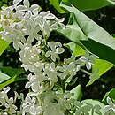 Syringa vulgaris Mme. Lemoine