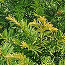 Taxus baccata Semperaurea