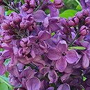 Syringa vulgaris Massena