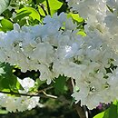 Syringa vulgaris Souvenir d'Alice Harding