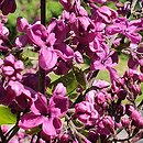 Syringa vulgaris Kardynał