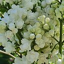 Syringa vulgaris Miss Ellen Willmott