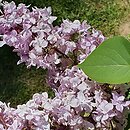 Syringa vulgaris Vauban