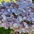 Syringa vulgaris Ami Schott