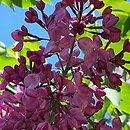Syringa vulgaris Chmurka