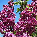 Syringa vulgaris Ruhm von Horstenstein