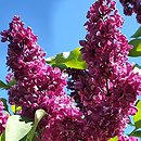 Syringa vulgaris Mrs. Edward Harding