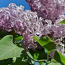 Syringa vulgaris Buffon