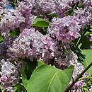 Syringa vulgaris Maxime Cornu