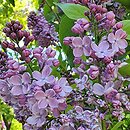 Syringa vulgaris Hugo Koster