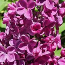 Syringa vulgaris Kapitan Teliga
