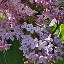 Syringa vulgaris Charles X