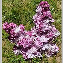 Syringa vulgaris Katherine Havemeyer