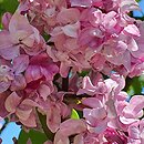 Syringa vulgaris Olimpiada Kolesnikova