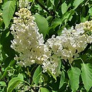 Syringa vulgaris Primrose