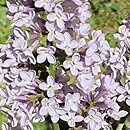 Syringa vulgaris Andenken an Ludwig Spath