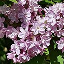Syringa vulgaris Belle de Nancy