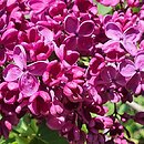 Syringa vulgaris Znamya Lenina