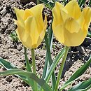 Tulipa linifolia Bright Gem