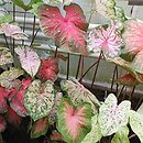 Caladium (kaladium)