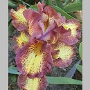 Iris hort. Ringer