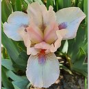 Iris hort. Proton