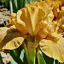 Iris hort. Snickers