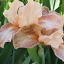 Iris hort. Music