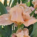 Iris hort. Impeached