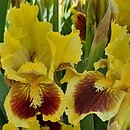 Iris hort. Ultimate