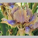 Iris hort. Oddbod