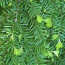 Tsuga heterophylla (choina zachodnia)