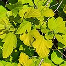 Physocarpus opulifolius Angel Gold