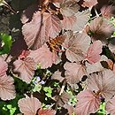 Physocarpus opulifolius Diabolo