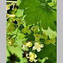 Ribes americanum (porzeczka amerykańska)