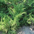 Juniperus chinensis Mountbatten