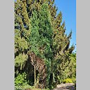 Chamaecyparis lawsoniana Ellwoodii