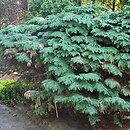 Chamaecyparis lawsoniana Rijnhoff